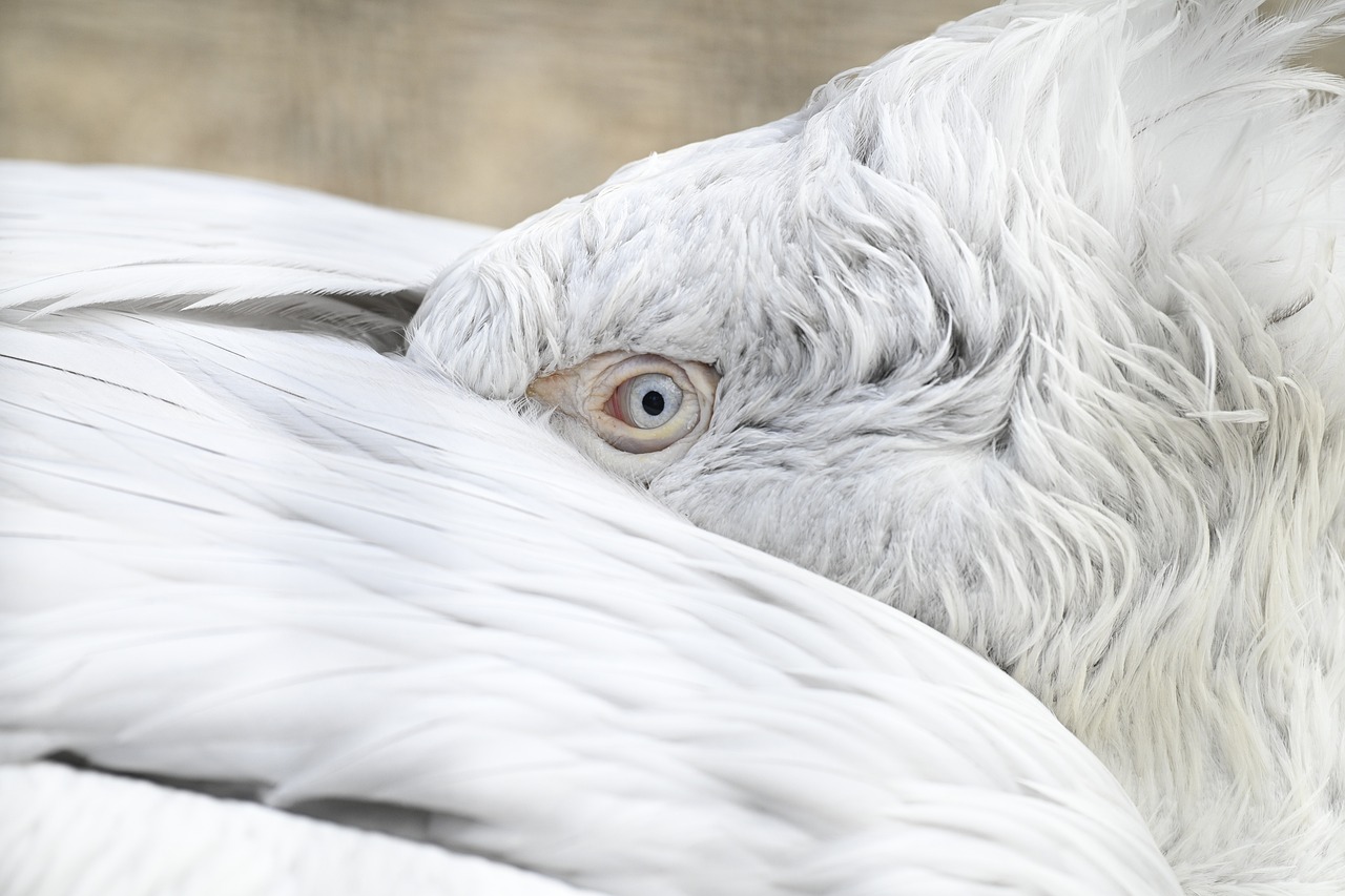 Safety Tips for Birdwatchers